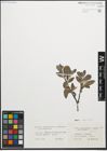 Foto von Salix glaucosericea Flod. x Salix laggeri Wimm.